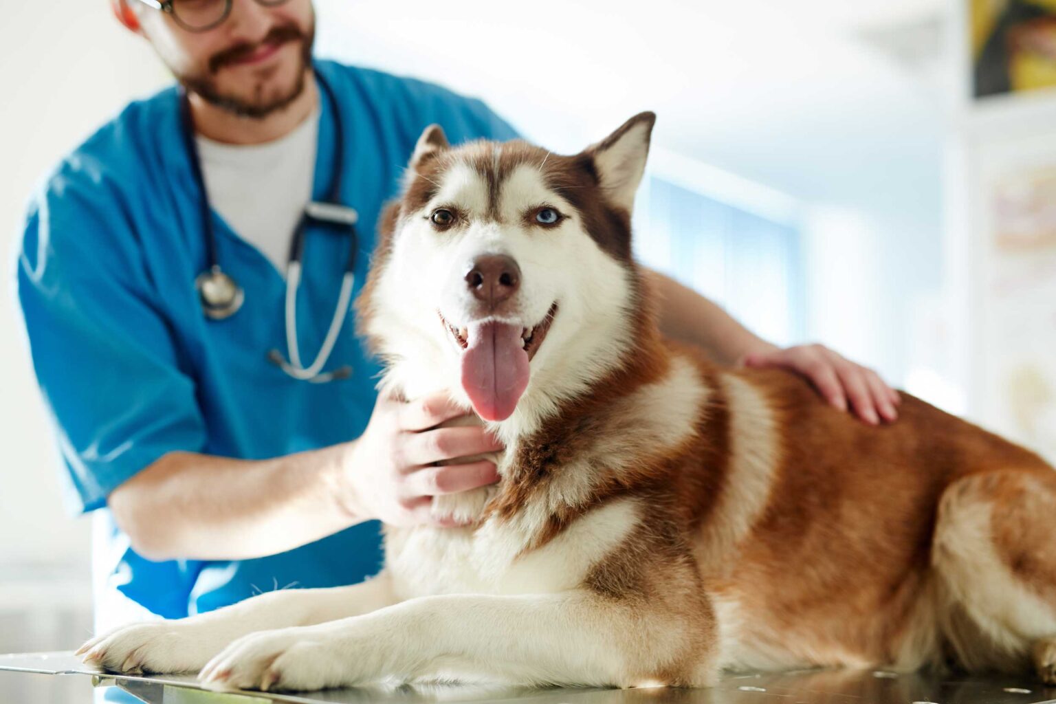 A veterinarian calmly examining a dog